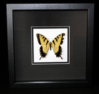Limited Edition Gold Tiger Swallowtail Butterfly