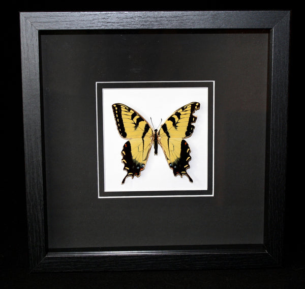 Limited Edition Gold Tiger Swallowtail Butterfly