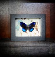 Electric Blue Butterfly