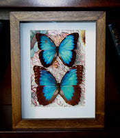 Morpho Peleides