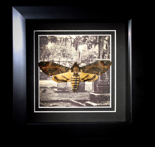 Deaths Head Hawk Moth