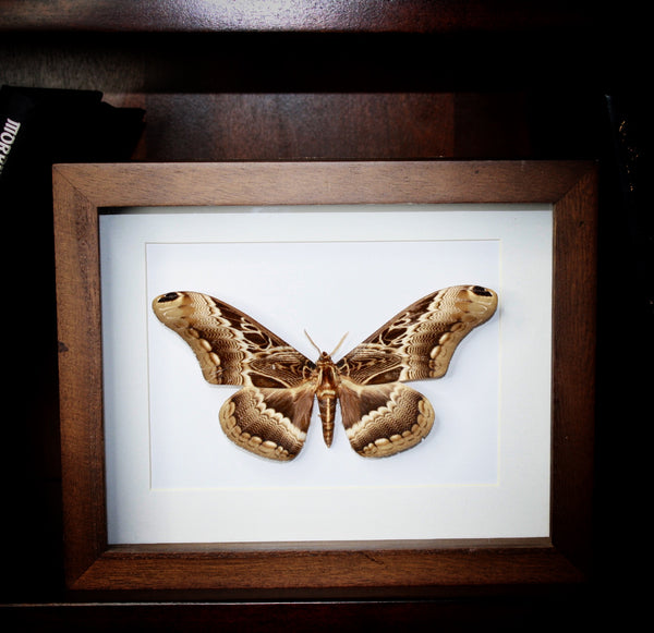 Brahmaea Moth