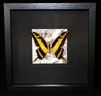 Limited Edition Gold King Swallowtail Butterfly