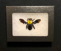 Gold Carpenter Bee