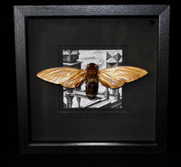Limited Edition Gold Cicada