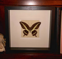 Papilio Gigon
