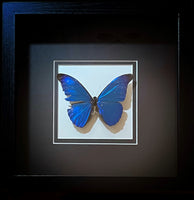 Morpho rhetenor