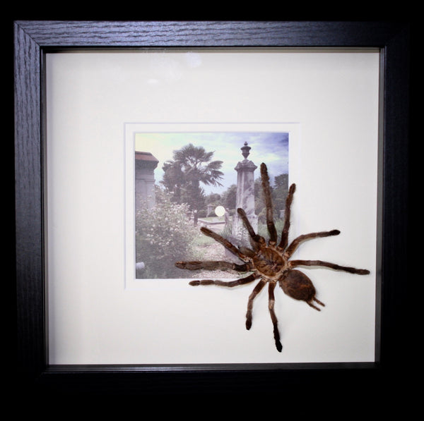 Tarantula