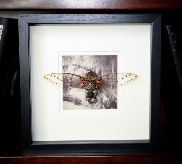 Giant Clear-Wing Cicada