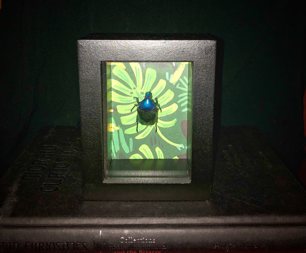 Blue Flower Chafer Beetle