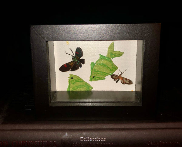 Mini Moths