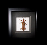 East African Bush Locust