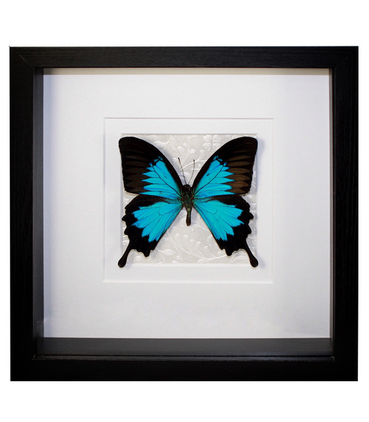 Blue Emperor Butterfly