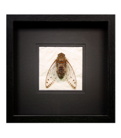 Giant Clear-Wing Cicada
