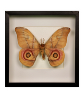 Framed Moth