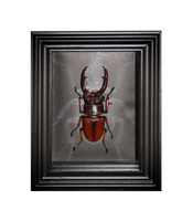 Common Red Stag Beetle