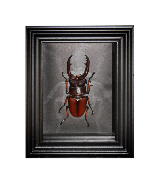 Common Red Stag Beetle