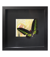 Rajah Brooke's Birdwing